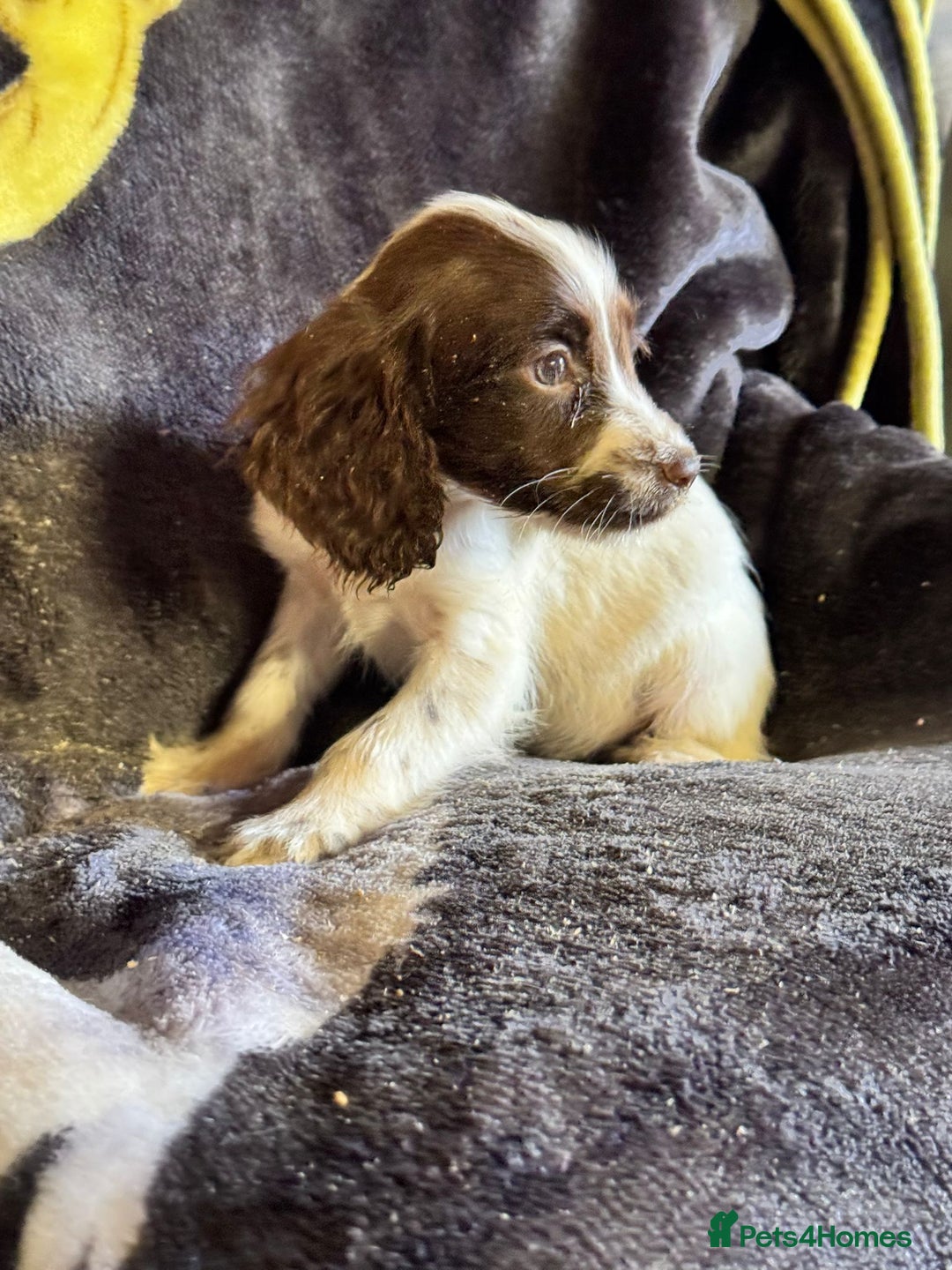 Cocker Spaniel dogs for sale: Cocker spaniel pups  - Image 7