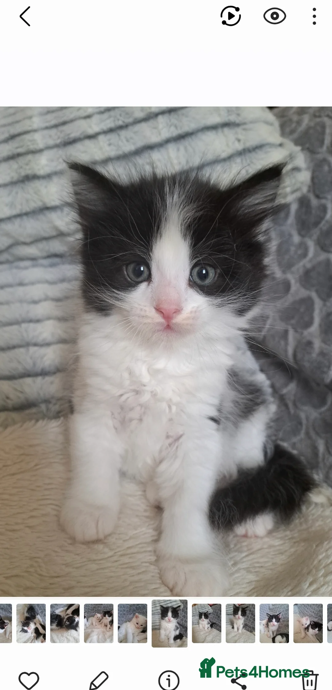 Mixed Breed cats for sale: Cats for sale - Advert 2