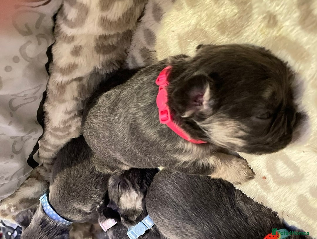 French Bulldog dogs for sale: 🩷🐶🐾6 Adorable fluffy French bulldogs 🩷🐶🐾 - Advert 34