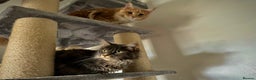Maine Coon cats for sale: Unsexed greys with white mittens - Advert 9