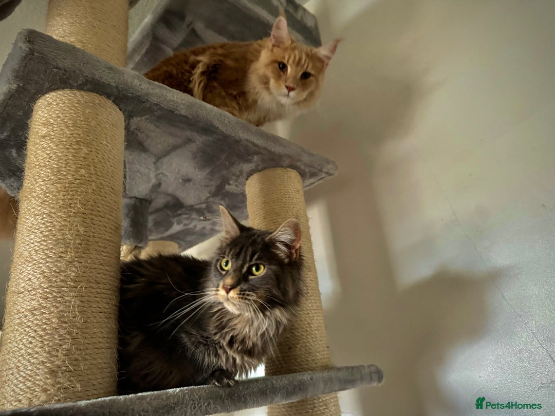 Maine Coon cats for sale: Unsexed greys with white mittens - Advert 9