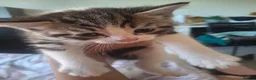 Domestic Shorthair cats for sale: 4 Beautiful Kittens – Available to Reserve Now 🐾 - Advert 6