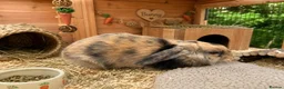 Mini Lop rabbits for sale: Mini lop babies  - Advert 2
