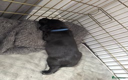 Mixed Breed dogs for sale: Beautiful puppys for sale  - Image 10