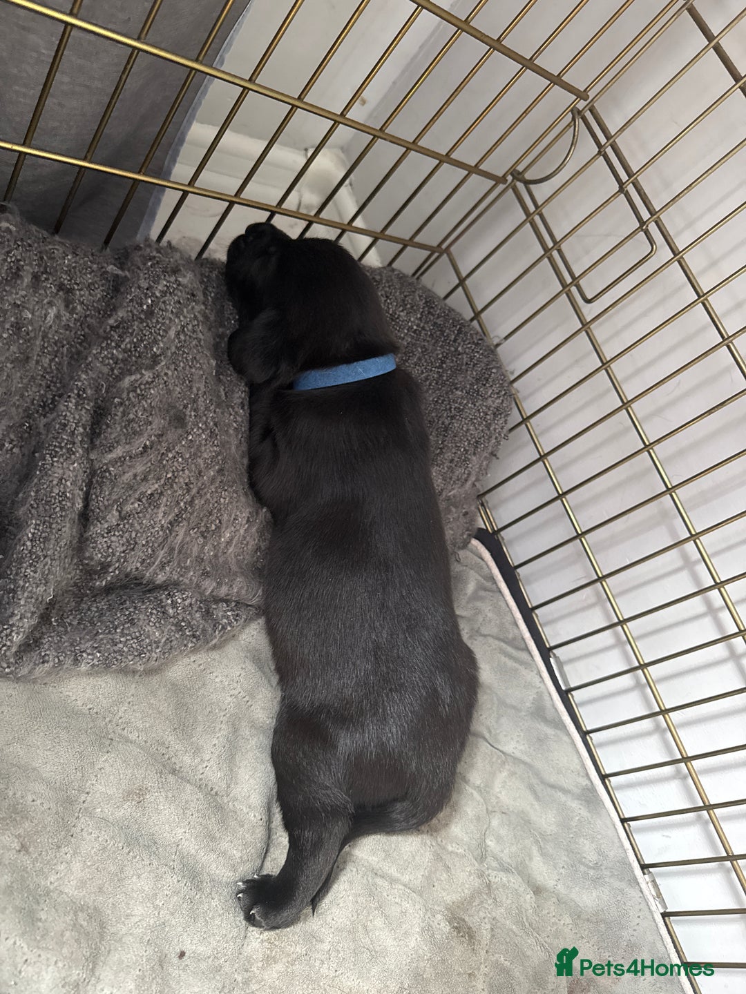 Mixed Breed dogs for sale: Beautiful puppys for sale  - Image 10