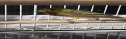 Finches birds for sale: 1 male canary  - Advert 1