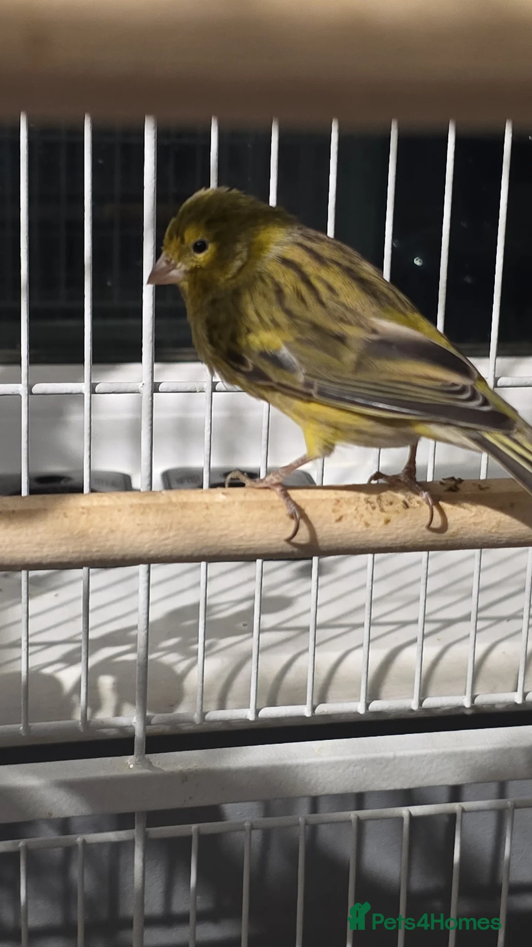 Finches birds for sale: 1 male canary  - Advert 1
