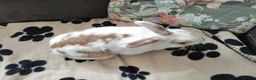 Mixed Breed rabbits for sale: 💙PEANUT & 💙BUTTER: TWO RESCUE BUNNIES(CASTRATED) in Burton-on-Trent - Advert 13