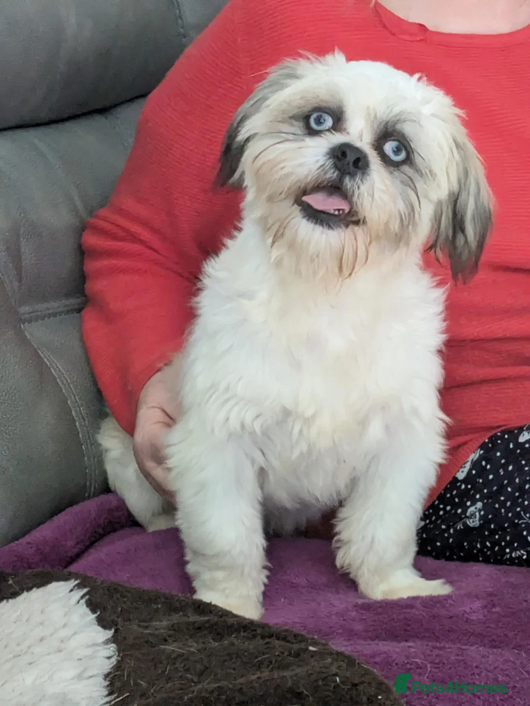 Lhasa Apso dogs for sale: Lhasa apso puppies  - Advert 2