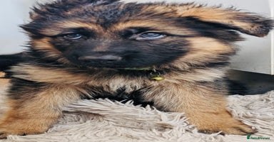 German Shepherd dogs - Advert 11