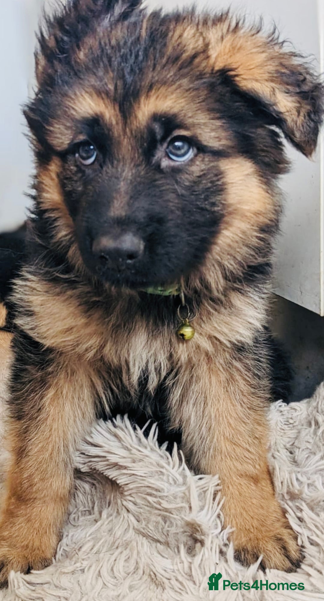 German Shepherd dogs for sale: 🌟READY🌟- KC registered Long Haired GSD pups♥️ - Image 3