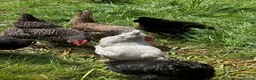 Chickens poultry for sale: Chicks, chickens, hatching eggs silkies Aracuanas - Advert 1