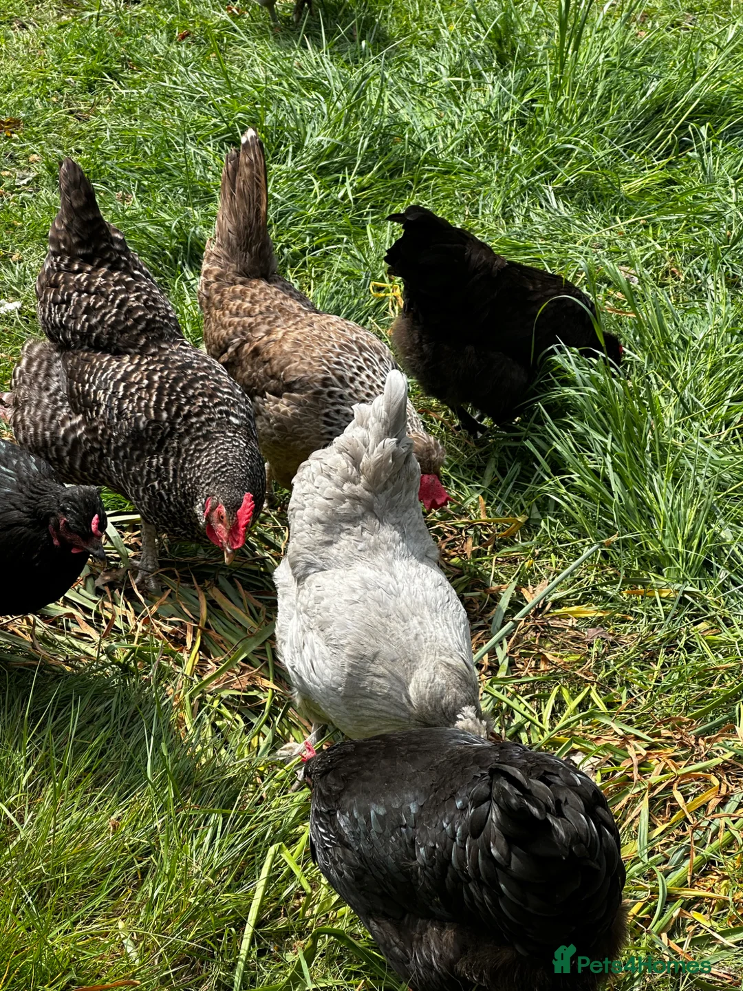Chickens poultry for sale: Chicks, chickens, hatching eggs silkies Aracuanas - Advert 1