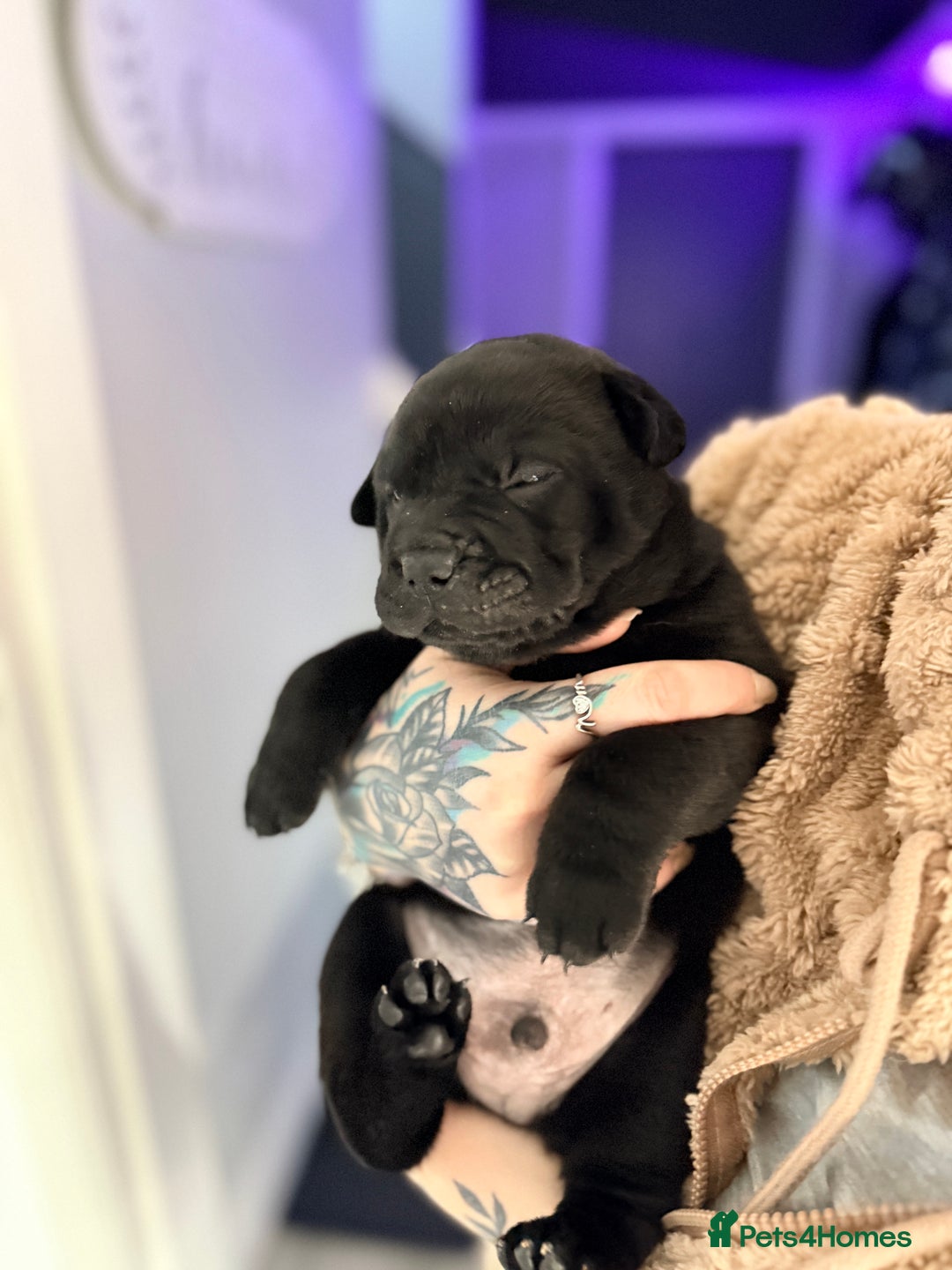 Mixed Breed dogs for sale: Shar Pei cross puppies  - Advert 8