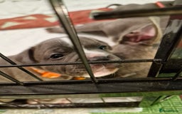 Staffordshire Bull Terrier dogs for sale: Stunning litter of Staffy Pups - Image 4