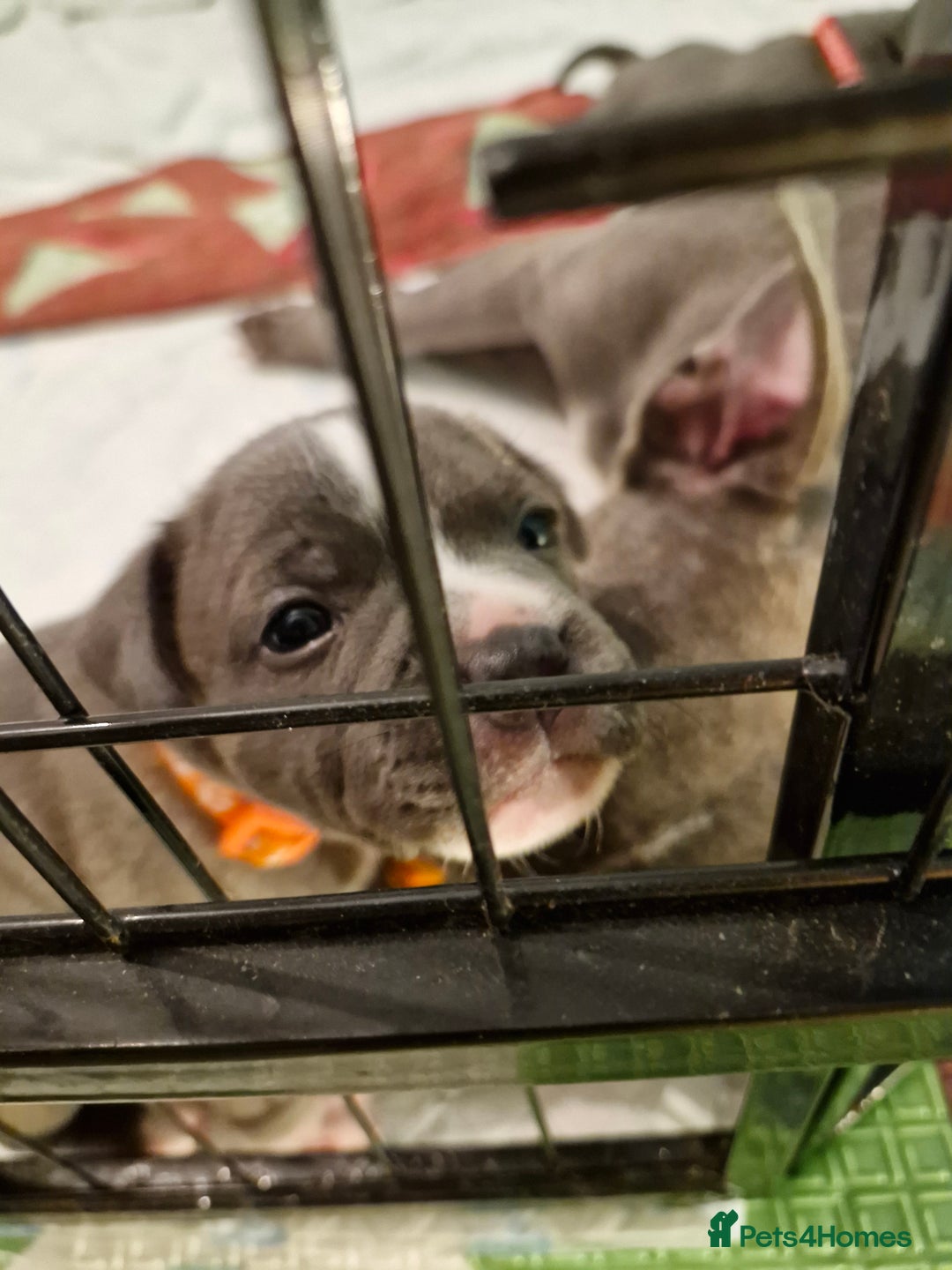 Staffordshire Bull Terrier dogs for sale: Stunning litter of Staffy Pups - Image 4