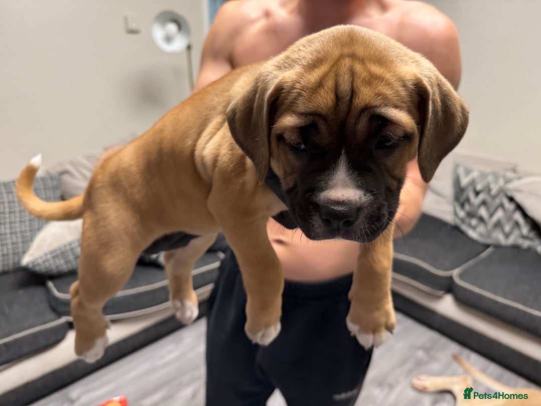 Mixed Breed dogs for sale: 7 beautiful puppies for sale - Image 5