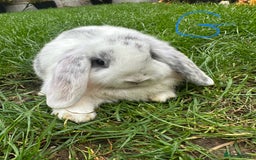 Mini Lop rabbits for sale: Mini Lop Rabbits For Sale  - Image 2