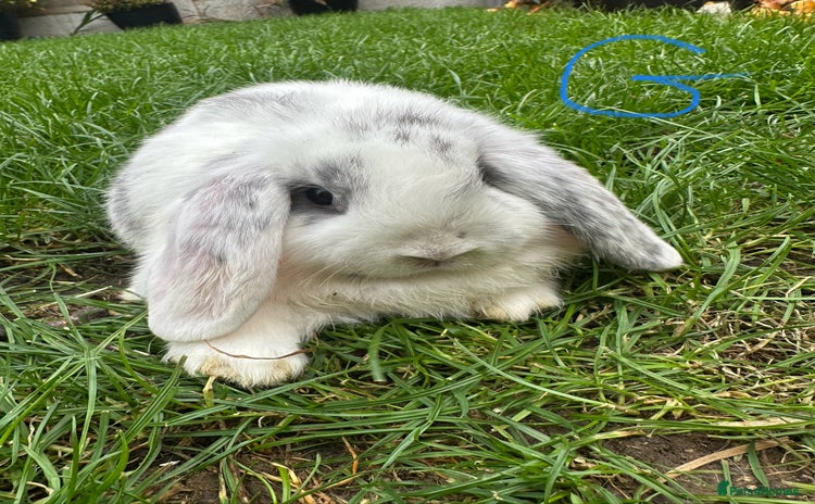 Mini Lop rabbits for sale - Advert 3