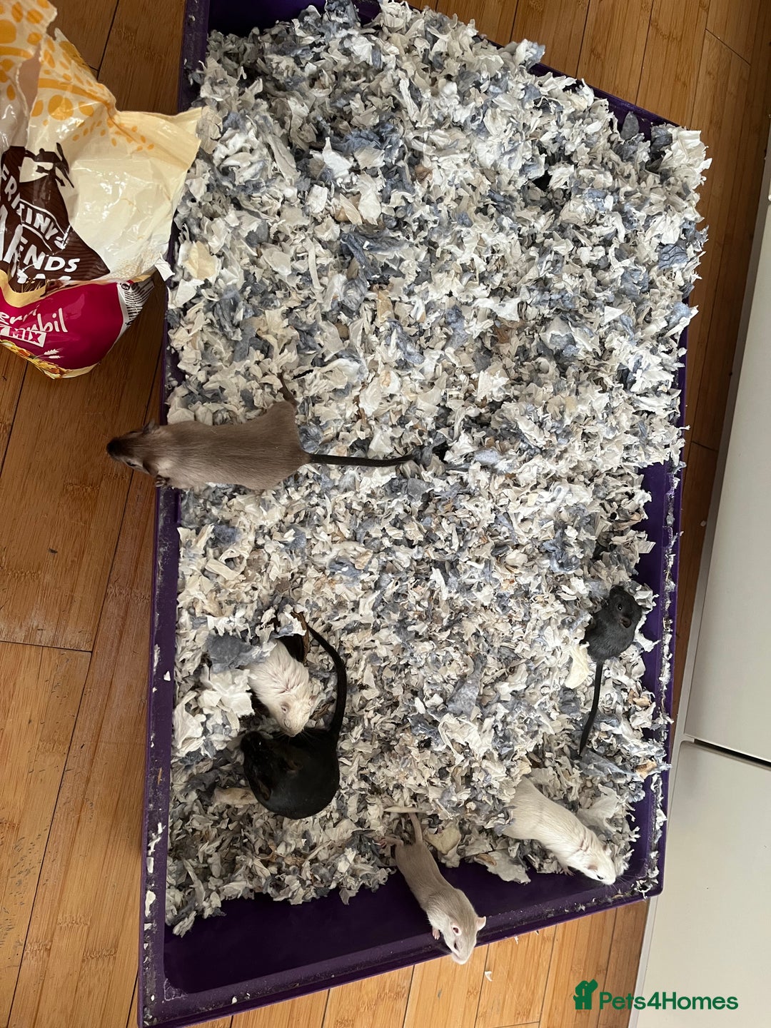 Gerbil rodents for sale: 10 gerbils for sale, in LONDON - Image 3