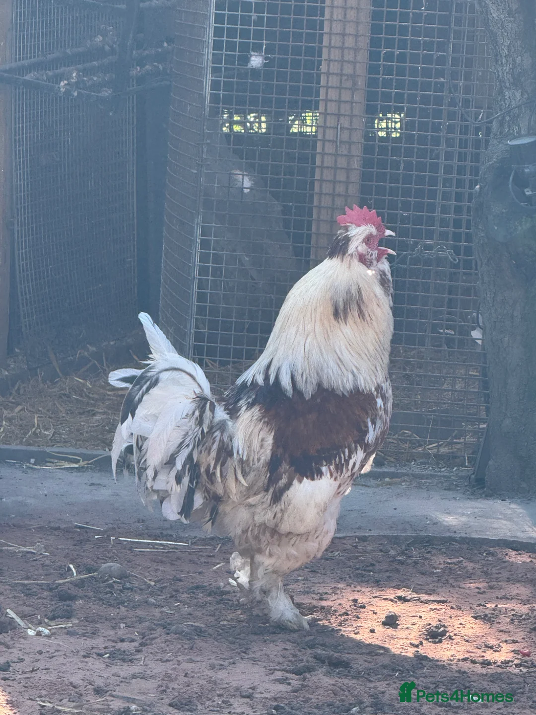 Chickens poultry for sale: Salmon Favourell Cockerel  in Birmingham - Advert 2