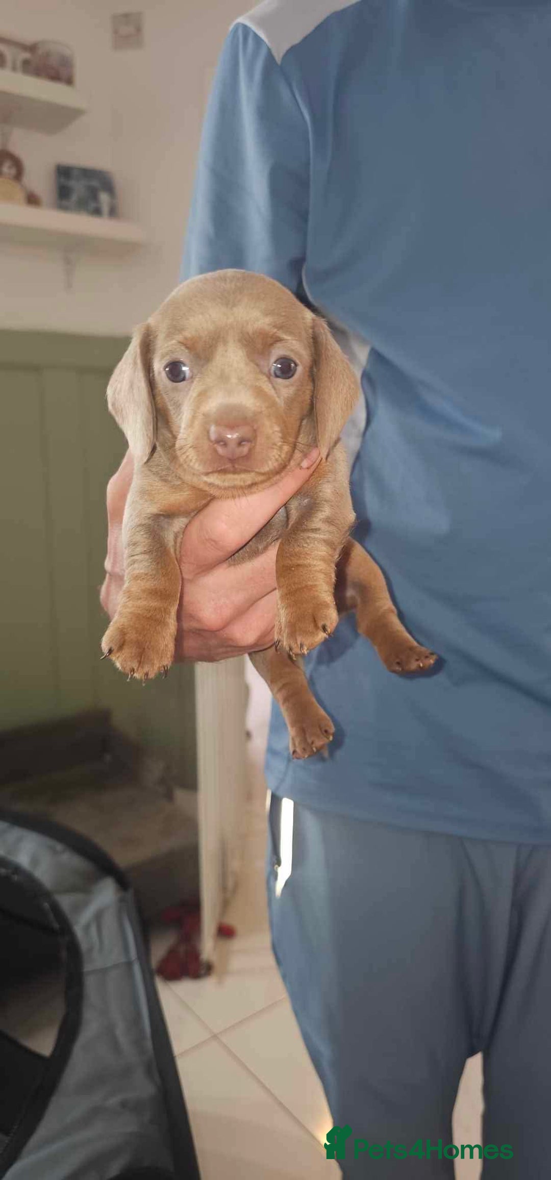 Miniature Dachshund dogs for sale: Beautiful Miniature Dauschaund  in Bradford - Image 8