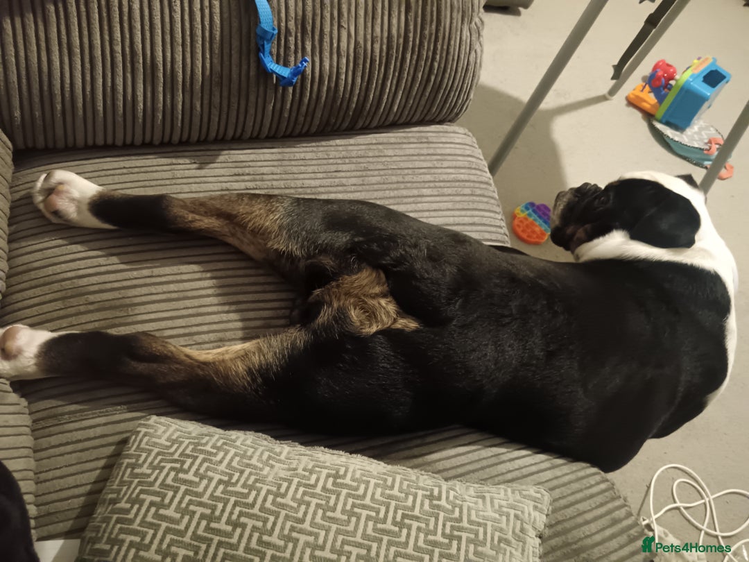 English Bulldog dogs for sale: Frank - Advert 12