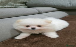 Pomeranian dogs for sale: Pomeranians of the original breed  - Image 10