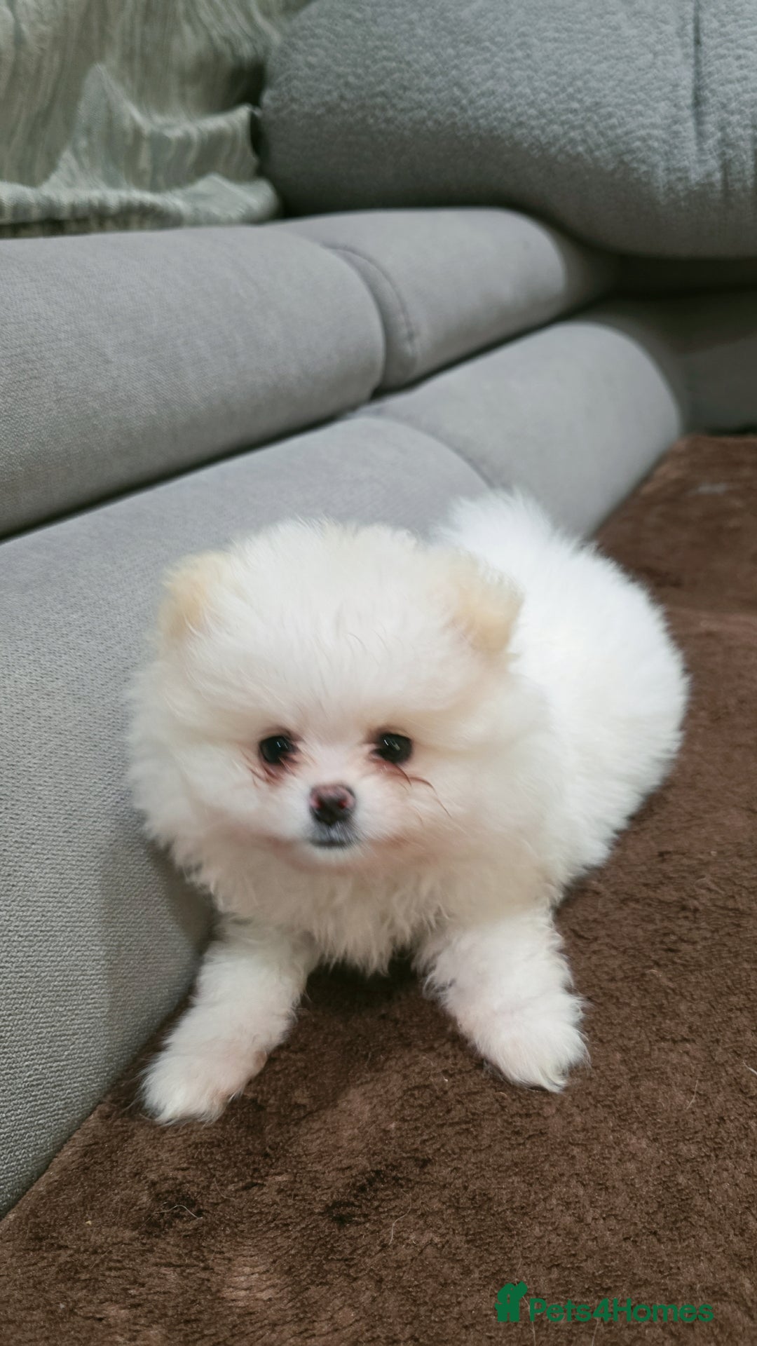 Pomeranian dogs for sale: Pomeranians of the original breed  - Image 10