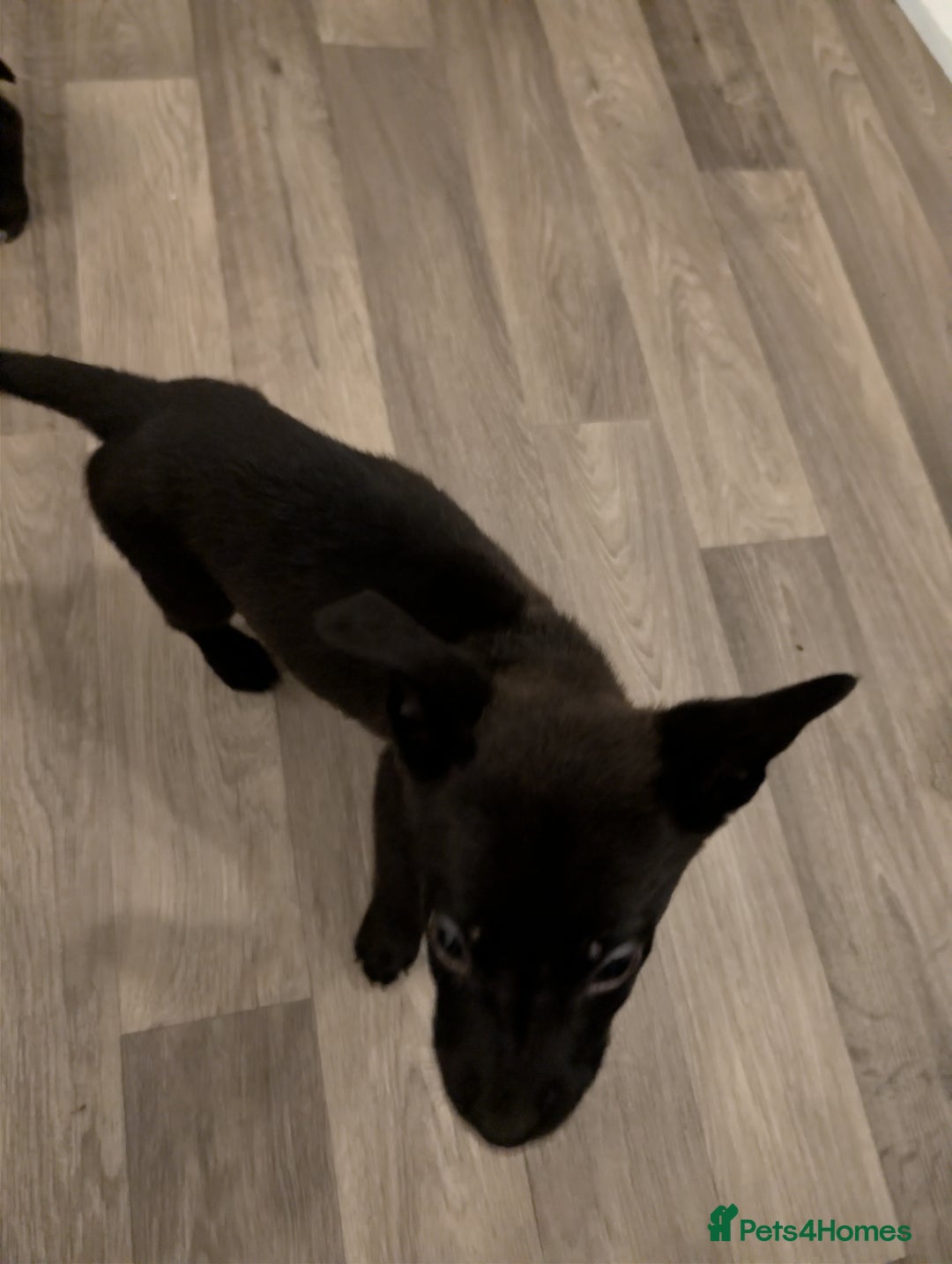 Mixed Breed dogs for sale: German shepherd X cane corso pups for sale  - Advert 12