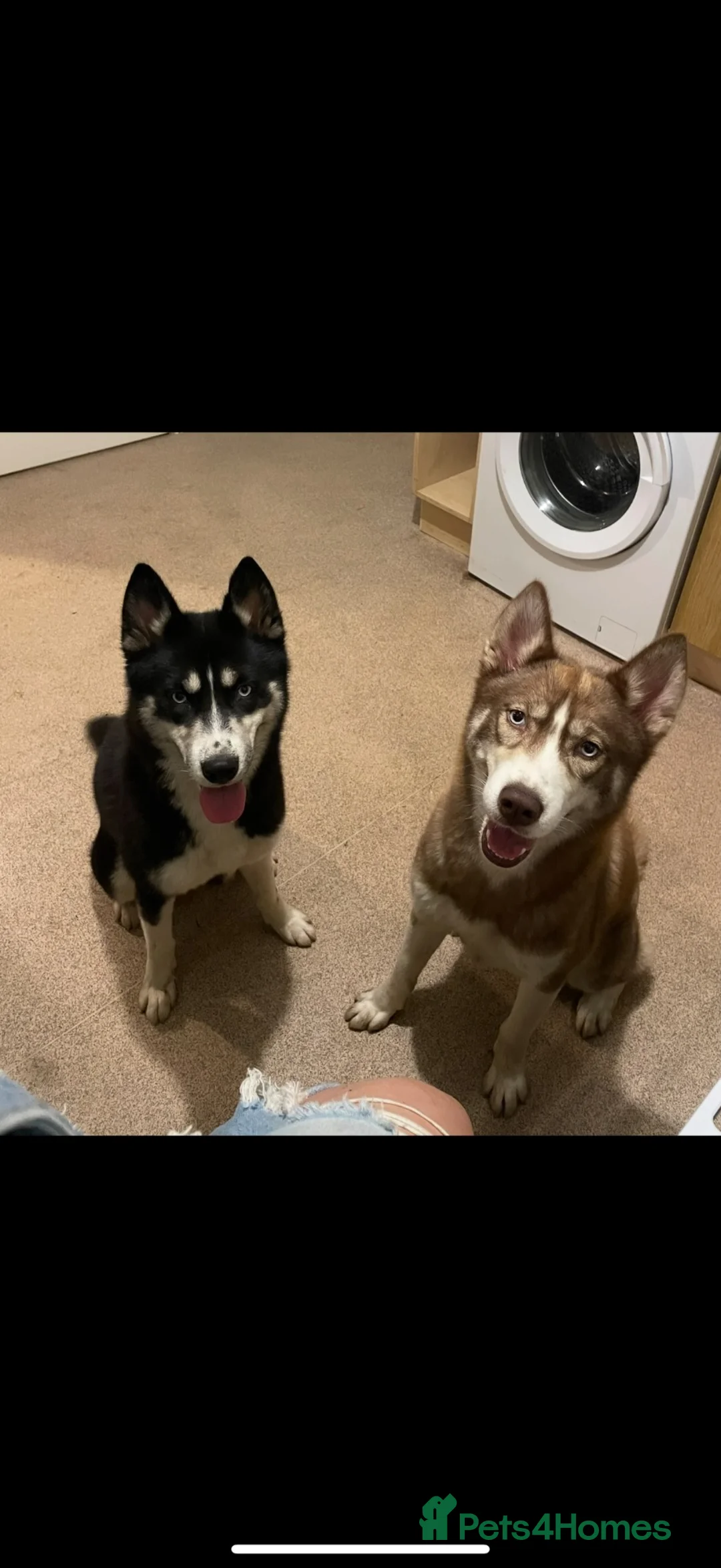Siberian Husky dogs for sale: 2x Siberian husky  in Skegness - Advert 2