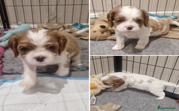 Cavalier King Charles Spaniel dogs 3 Stunning Blenheim Cavalier King Charles Puppies - Advert 15