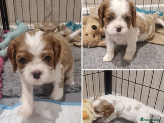 Cavalier King Charles Spaniel dogs 3 Stunning Blenheim Cavalier King Charles Puppies - Advert 3