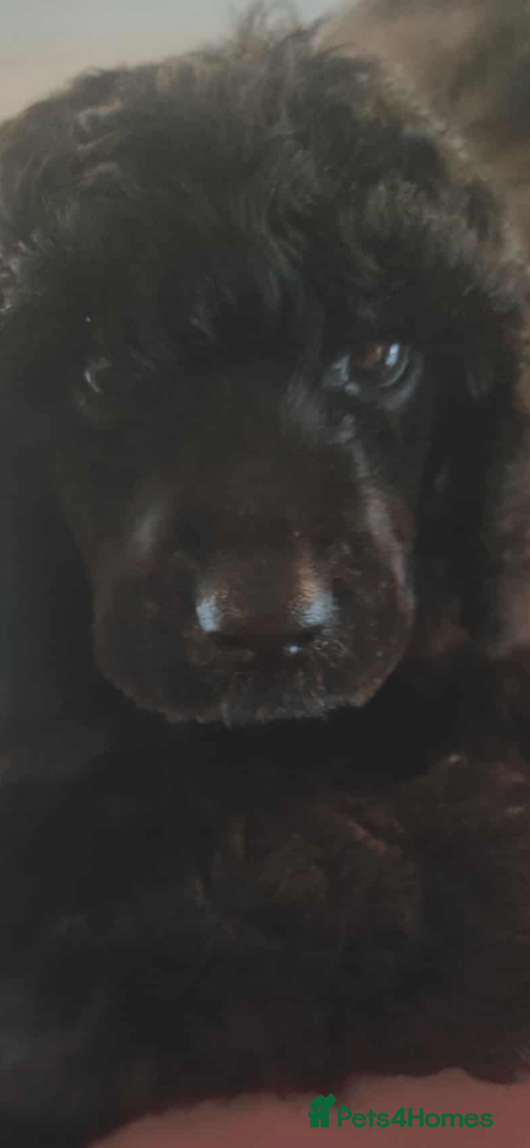 Shihpoo dogs for sale: Standard poodle x shihpoo - Image 1