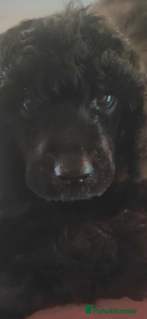 Shihpoo dogs - Advert 11
