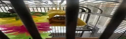 Conures birds for sale: Green cheek conure in Paignton - Advert 3