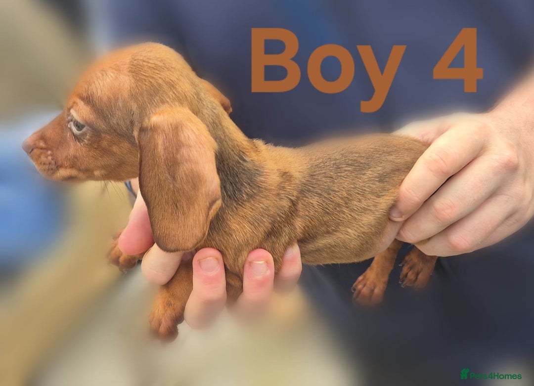 Miniature Dachshund dogs for sale: !!!Minature Dachshunds For Sale!!! - Advert 10