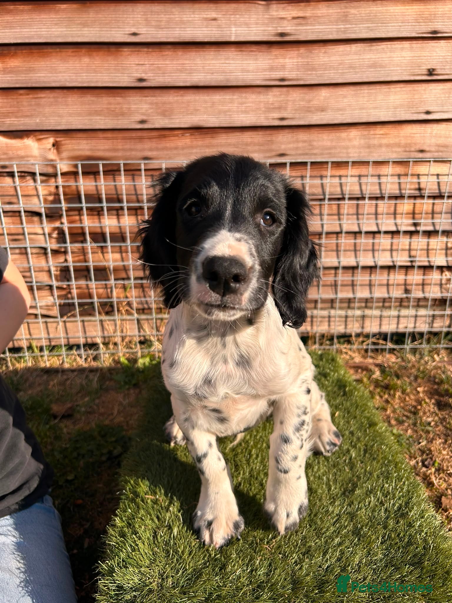 English Springer Spaniel dogs Male FTCh Sired ESS Puppy ready for forever homes - Advert 2