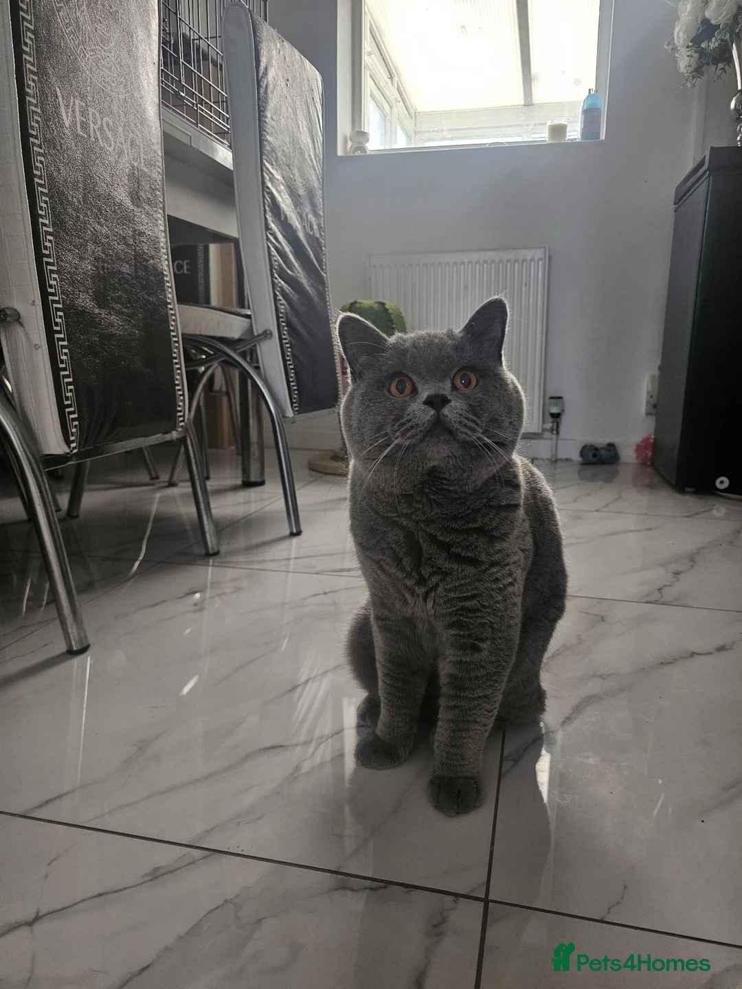British Shorthair cats for sale: Blue british shorthair showcat kittens - Advert 2