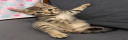 Siberian cats for sale: TeddyBear kittens for sale! (8 weeks) - Advert 4