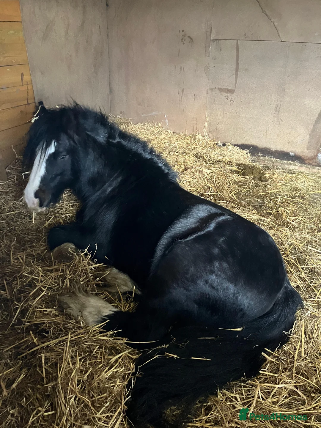 Other Breed horses for sale: Mini cob stallion - Advert 5