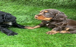 Cocker Spaniel dogs for sale: KC DNA SHOW TYPE COCKER SPANIEL!!  - Image 11