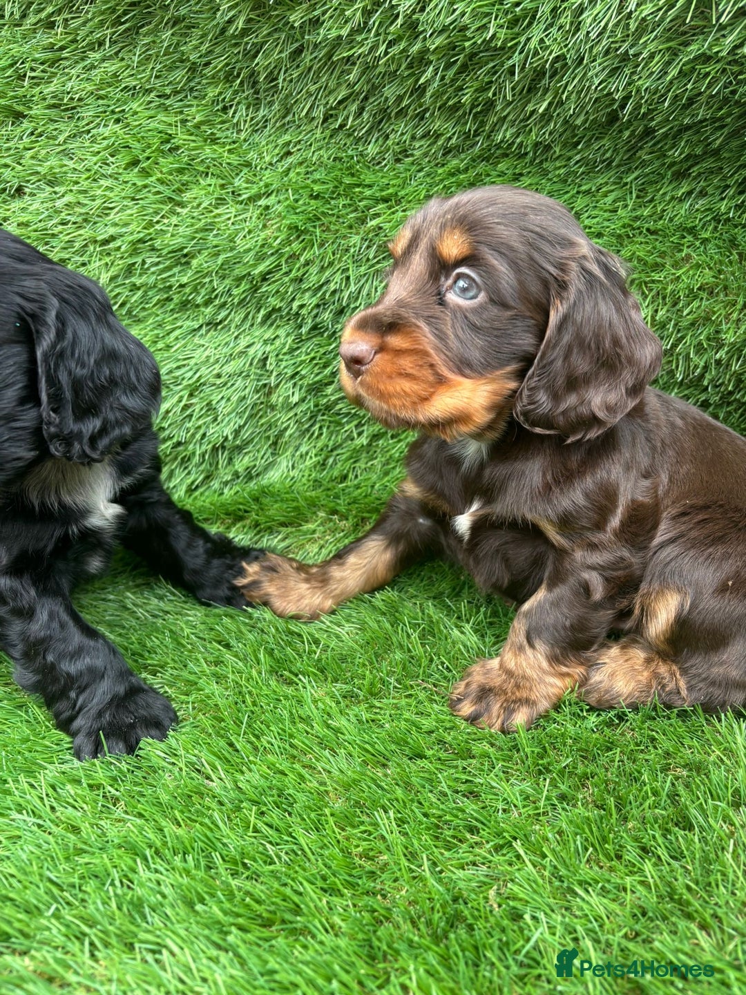 Cocker Spaniel dogs for sale: KC DNA SHOW TYPE COCKER SPANIEL!!  - Image 11