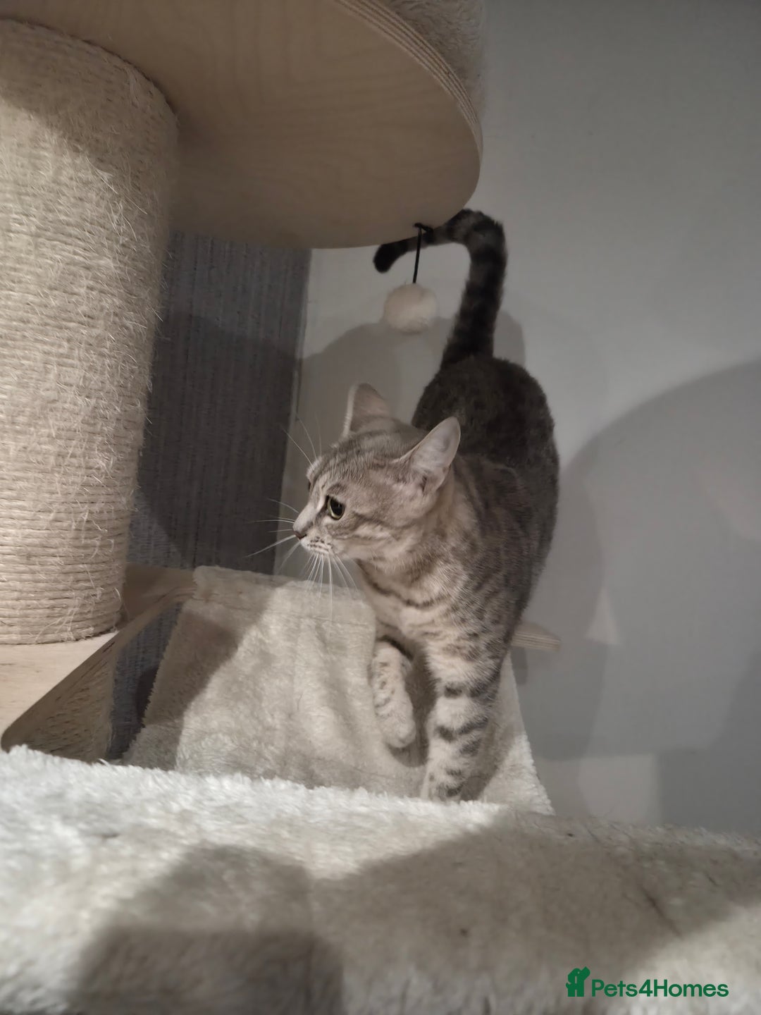 Bengal cats for sale: Kimba - Image 6