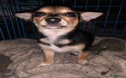 Chihuahua dogs for sale: Chihuahua fluff balls  - Image 13