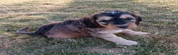 Cockapoo dogs for sale: Only one blue merle girl left, F2B Cockapoo  - Advert 33