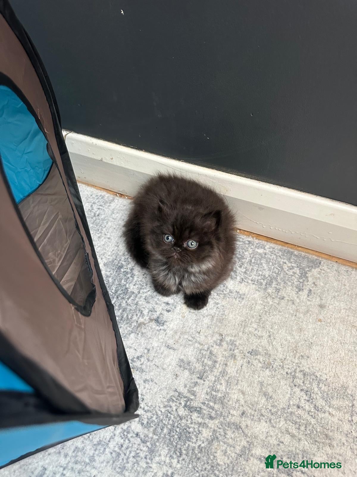 Persian cats Beautiful pureBreed Persian kittens - Advert 2