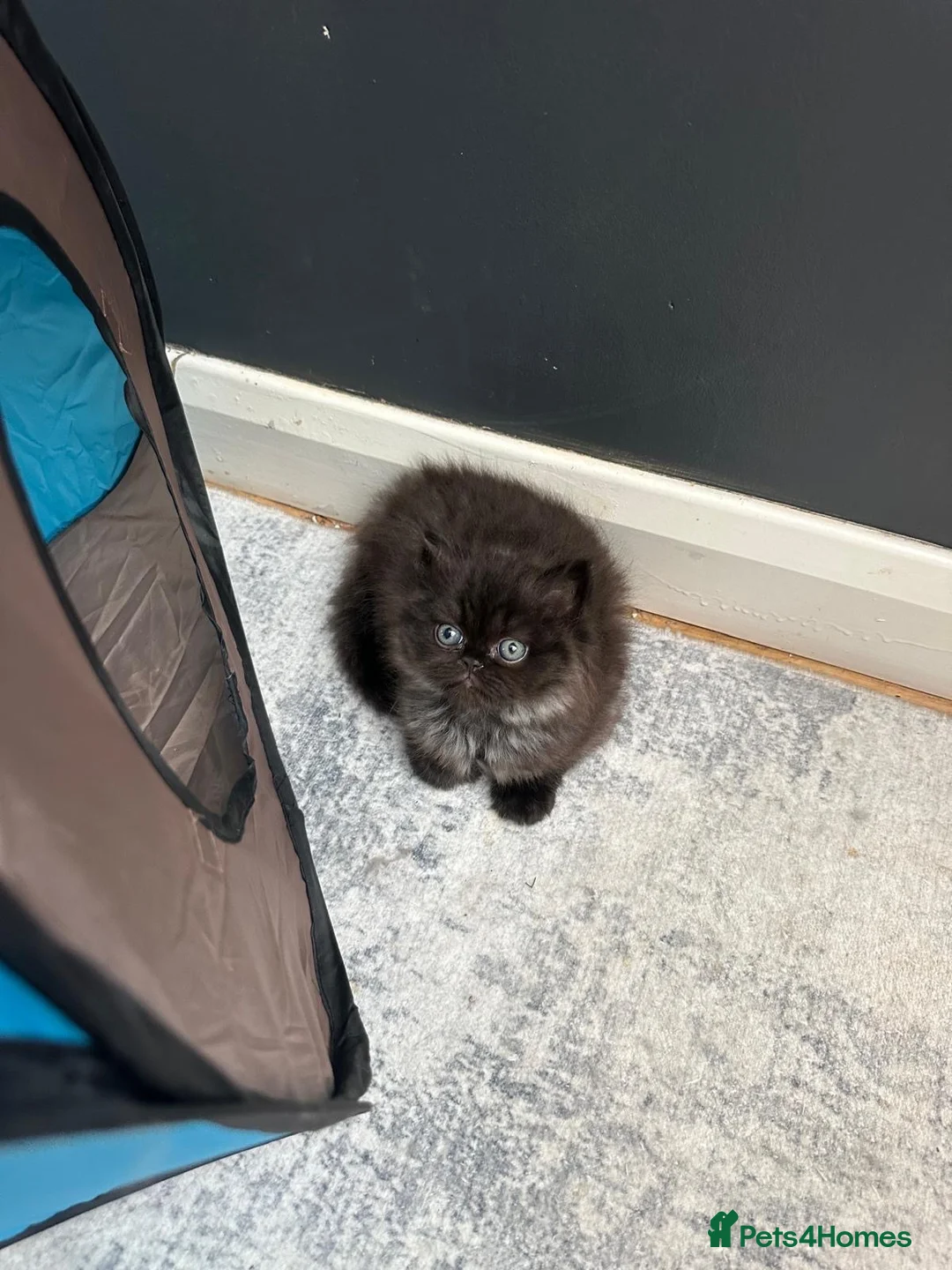 Persian cats for sale: Beautiful pureBreed Persian kittens - Advert 1