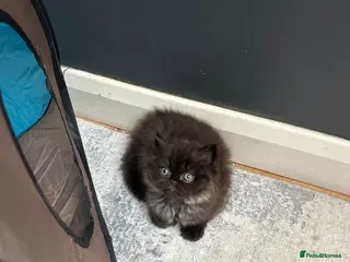 Persian cats Beautiful pureBreed Persian kittens - Advert 2