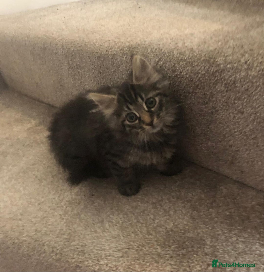 Mixed Breed cats for sale: Gorgeous Tabby Girl Kittens Ready  - Image 11